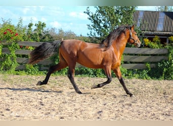 PRE Croisé, Étalon, 2 Ans, 158 cm, Bai clair