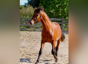 PRE Croisé, Étalon, 2 Ans, 158 cm, Bai clair