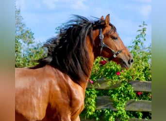 PRE Croisé, Étalon, 2 Ans, 158 cm, Bai clair