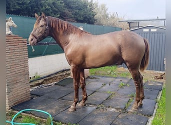 PRE Croisé, Étalon, 2 Ans, 158 cm, Champagne