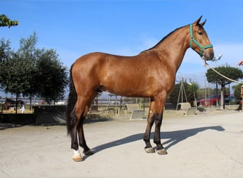 PRE Croisé, Étalon, 2 Ans, 158 cm