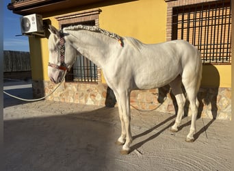 PRE Croisé, Étalon, 2 Ans, 158 cm, Cremello