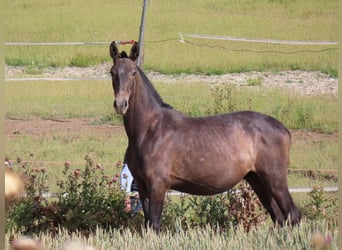 PRE, Étalon, 2 Ans, 158 cm, Gris