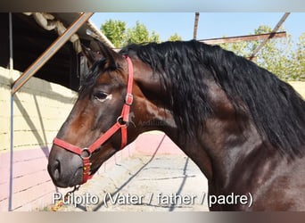 PRE, Étalon, 2 Ans, 158 cm, Perle