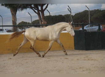 PRE Croisé, Étalon, 2 Ans, 158 cm, Perlino