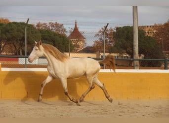 PRE Croisé, Étalon, 2 Ans, 158 cm, Perlino