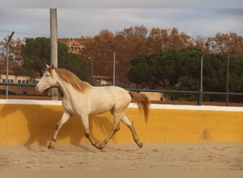 PRE Croisé, Étalon, 2 Ans, 158 cm, Perlino