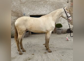 PRE Croisé, Étalon, 2 Ans, 158 cm, Perlino