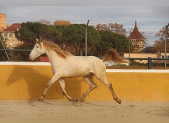 PRE Croisé, Étalon, 2 Ans, 158 cm, Perlino