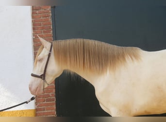 PRE Croisé, Étalon, 2 Ans, 158 cm, Perlino