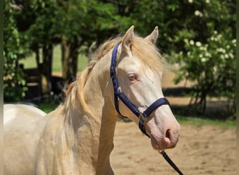 PRE Croisé, Étalon, 2 Ans, 158 cm, Perlino