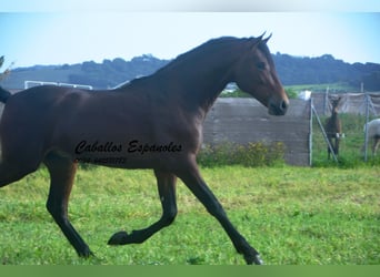 PRE Croisé, Étalon, 2 Ans, 159 cm, Bai