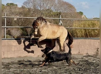 PRE Croisé, Étalon, 2 Ans, 159 cm, Buckskin