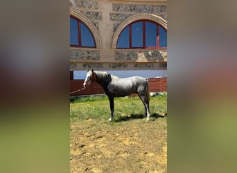 PRE, Étalon, 2 Ans, 159 cm, Gris