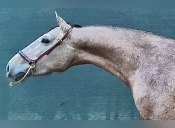 PRE Croisé, Étalon, 2 Ans, 159 cm, Gris