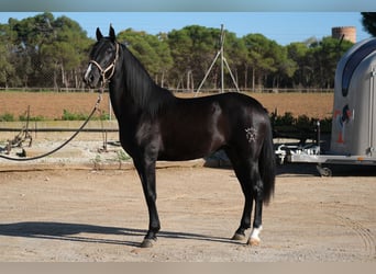 PRE Croisé, Étalon, 2 Ans, 159 cm, Noir