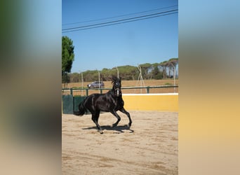 PRE Croisé, Étalon, 2 Ans, 159 cm, Noir