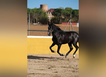 PRE Croisé, Étalon, 2 Ans, 159 cm, Noir