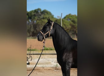 PRE Croisé, Étalon, 2 Ans, 159 cm, Noir