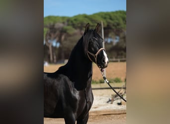 PRE Croisé, Étalon, 2 Ans, 159 cm, Noir