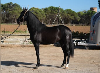 PRE Croisé, Étalon, 2 Ans, 159 cm, Noir