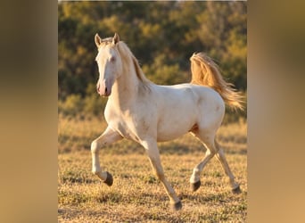PRE Croisé, Étalon, 2 Ans, 159 cm, Perlino
