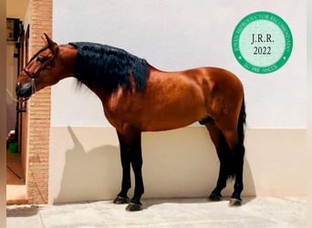 PRE, Étalon, 2 Ans, 159 cm, Peut devenir gris