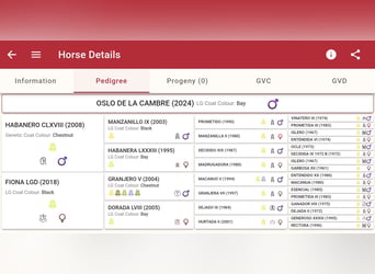 PRE Croisé, Étalon, 2 Ans, 160 cm, Alezan