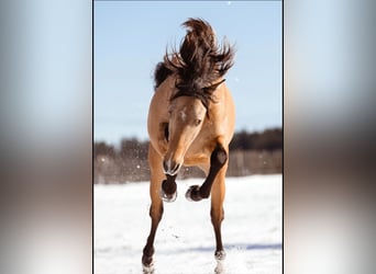 PRE Croisé, Étalon, 2 Ans, 160 cm, Buckskin