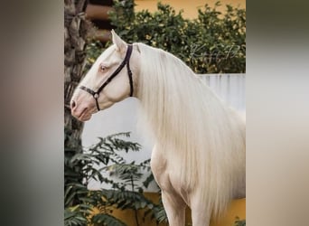 PRE Croisé, Étalon, 2 Ans, 160 cm, Buckskin