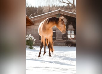 PRE Croisé, Étalon, 2 Ans, 160 cm, Buckskin