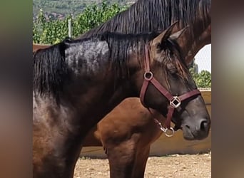 PRE Croisé, Étalon, 2 Ans, 160 cm