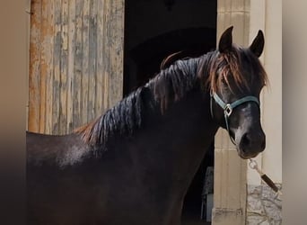 PRE Croisé, Étalon, 2 Ans, 160 cm