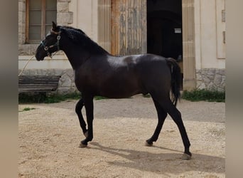 PRE Croisé, Étalon, 2 Ans, 160 cm