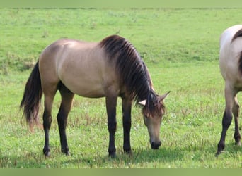 PRE, Étalon, 2 Ans, 160 cm, Gris (bai-dun)