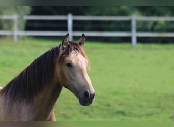 PRE, Étalon, 2 Ans, 160 cm, Gris (bai-dun)