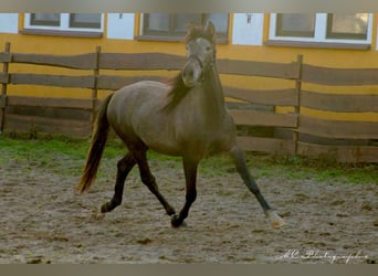 PRE, Étalon, 2 Ans, 160 cm, Gris