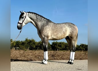 PRE, Étalon, 2 Ans, 160 cm, Gris pommelé