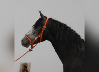 PRE Croisé, Étalon, 2 Ans, 160 cm, Gris