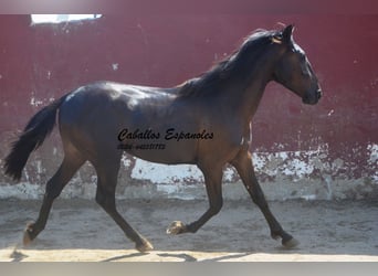 PRE Croisé, Étalon, 2 Ans, 160 cm, Noir