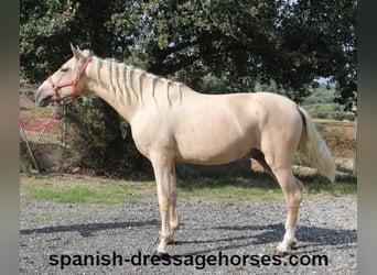 PRE Croisé, Étalon, 2 Ans, 160 cm, Palomino