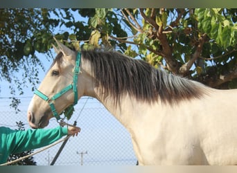 PRE Croisé, Étalon, 2 Ans, 161 cm