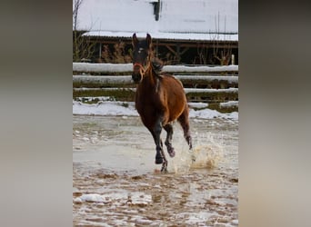 PRE Croisé, Étalon, 2 Ans, 162 cm, Bai