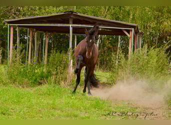 PRE Croisé, Étalon, 2 Ans, 162 cm, Bai