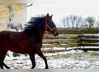 PRE Croisé, Étalon, 2 Ans, 162 cm, Bai