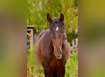 PRE Croisé, Étalon, 2 Ans, 162 cm, Bai