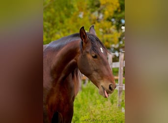 PRE Croisé, Étalon, 2 Ans, 162 cm, Bai
