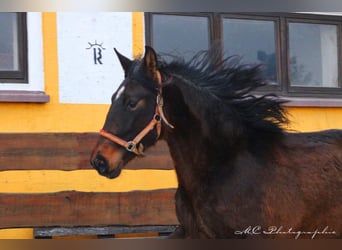 PRE Croisé, Étalon, 2 Ans, 162 cm, Bai