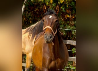 PRE Croisé, Étalon, 2 Ans, 162 cm, Bai