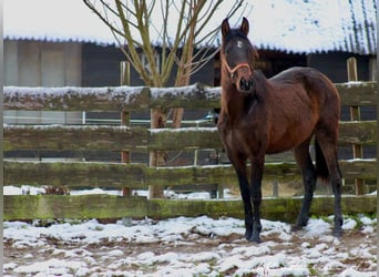 PRE Croisé, Étalon, 2 Ans, 162 cm, Bai